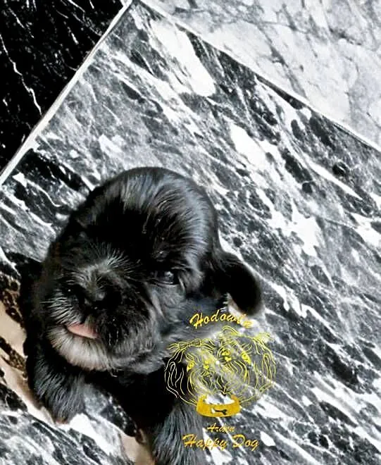 Szczenięta shih tzu z genem blue, Śląskie, Zawiercie