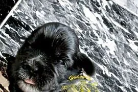 Szczenięta shih tzu z genem blue