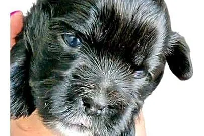 Szczenięta shih tzu z genem blue, Śląskie, Zawiercie