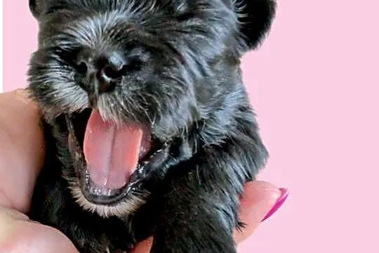 Szczenięta shih tzu z genem blue, Śląskie, Zawiercie