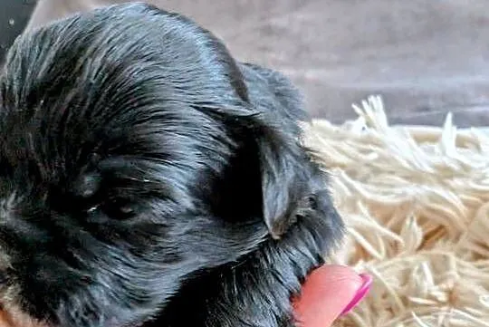 Szczenięta shih tzu z genem blue, Śląskie, Zawiercie