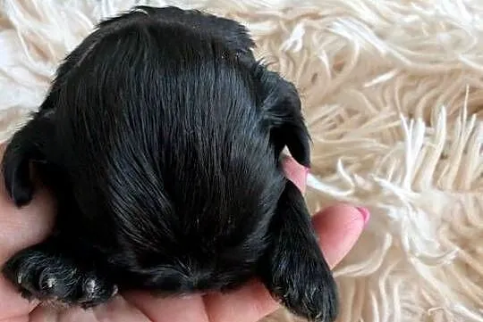 Szczenięta shih tzu z genem blue, Śląskie, Zawiercie