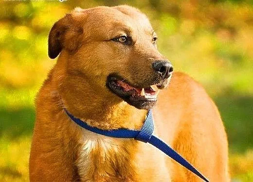 MISIO - piękny, 3 letni duży psiak do adopcji, ma