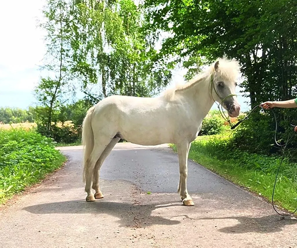 Szukam konia do współdzierżawy/opieki, ,
