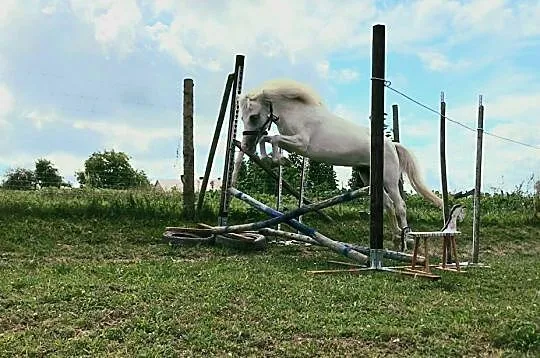 Szukam konia do współdzierżawy/opieki, , 