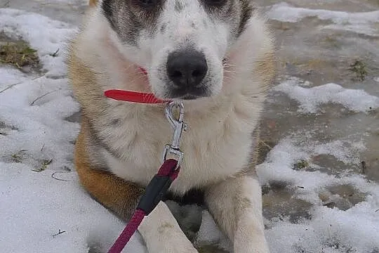 Jacky - nie ma oczka, świat za murem schroniska ni