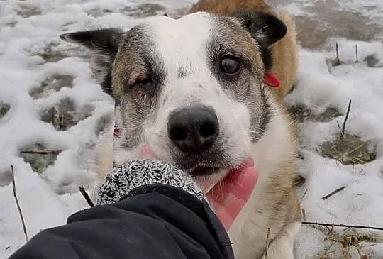 Jacky - nie ma oczka, świat za murem schroniska ni