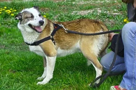 Jacky - nie ma oczka, świat za murem schroniska ni