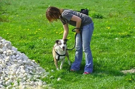 Jacky - nie ma oczka, świat za murem schroniska ni