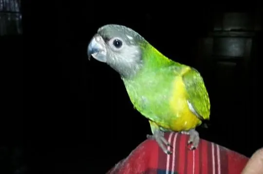 Afrykanki senegalski oswojone ,,,pupile,,,