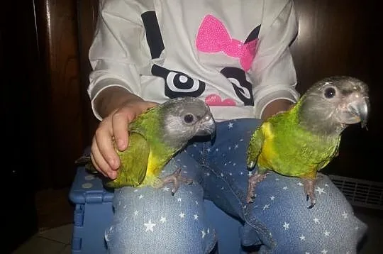 Afrykanki senegalski oswojone ,,,pupile,,,