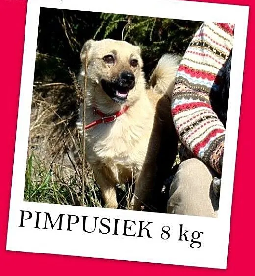 PIMPUŚ – Łagodny,posłuszny,radosny, mały