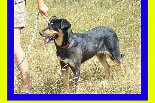 35kg,10miesięcy,piękna,zrównoważona,suczka RADKA,  małopolskie Kraków