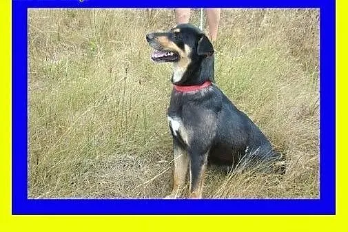 35kg,10miesięcy,piękna,zrównoważona,suczka RADKA, 