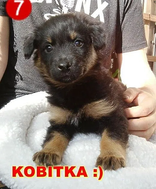Malutka Sisi czeka na Twoją Miłość.., mazowieckie