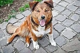 Demi-śliczna,skrzywdzona dziewczynka do adopcji,  