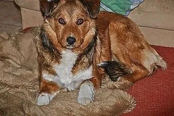 Demi-śliczna,skrzywdzona dziewczynka do adopcji,  