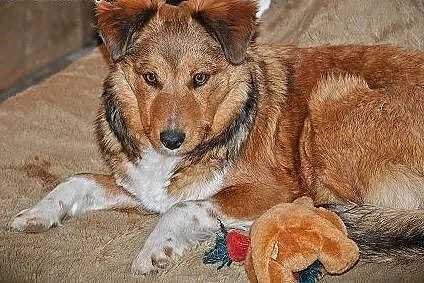 Demi-śliczna,skrzywdzona dziewczynka do adopcji,  