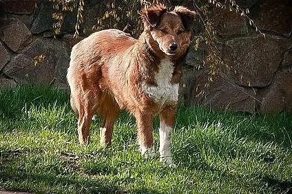 Demi-śliczna,skrzywdzona dziewczynka do adopcji,  