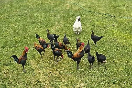 Bojowce nowoangielskie miniaturowe