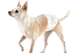 10x JEDNORAZOWE PIELUCHY DLA PSA M 40-53cm spaniel buldog go