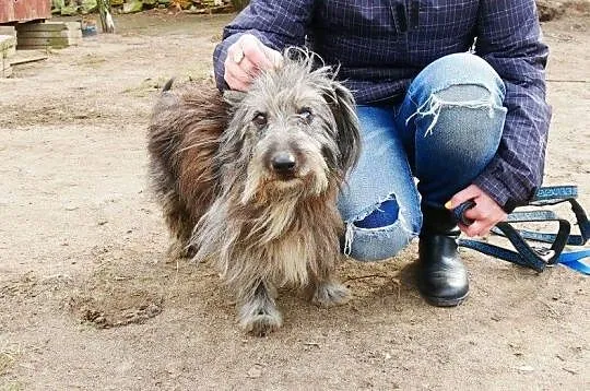 Nikoś musi wrócić do boksu. Prosimy podaruj mu dom, Yorki cała Polska