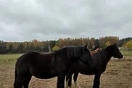Sprzedam karego wałacha PKZ 6 lat, około 160cm
