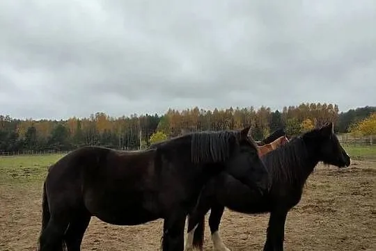 Sprzedam karego wałacha PKZ 6 lat, około 160cm, Dolnośląskie, Oleśnica