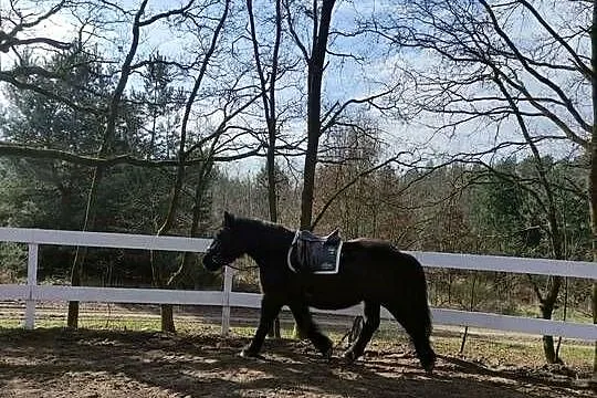 Sprzedam karego wałacha PKZ 6 lat, około 160cm, Dolnośląskie, Oleśnica