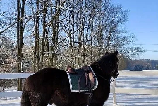 Sprzedam karego wałacha PKZ 6 lat, około 160cm, Dolnośląskie, Oleśnica