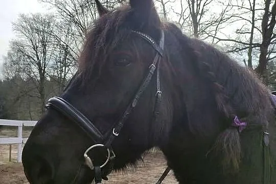 Sprzedam karego wałacha PKZ 6 lat, około 160cm, Dolnośląskie, Oleśnica