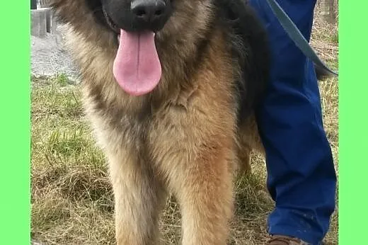 Bzik - piękny młodziutki owczarek do adopcji,  dolnośląskie Wrocław