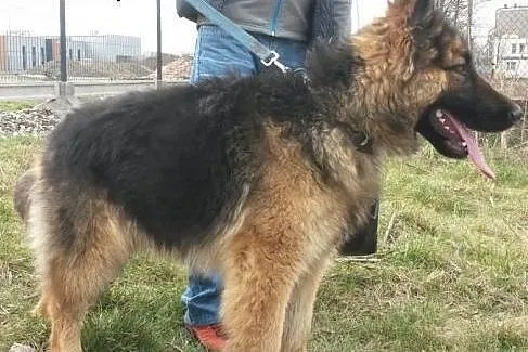 Bzik - piękny młodziutki owczarek do adopcji,  dol