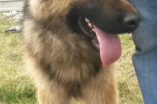 Bzik - piękny młodziutki owczarek do adopcji,  dol