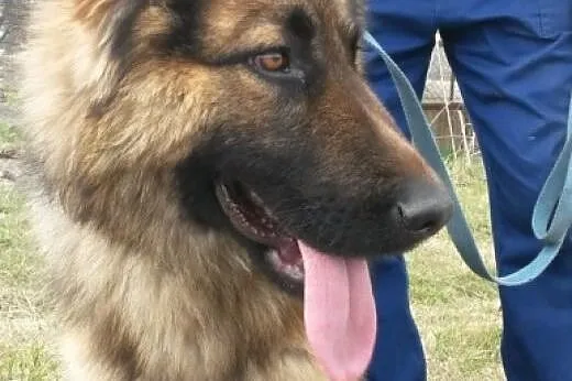 Bzik - piękny młodziutki owczarek do adopcji,  dol