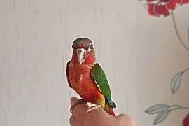 Papugi rudosterki ręcznie karmione