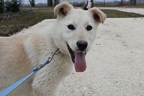 ok 6 miesięczna Szajla do adopcji,  małopolskie Kraków
