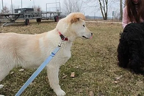 Ok 6 miesięczna Szajla do adopcji,  małopolskie Kr