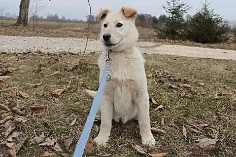 Ok 6 miesięczna Szajla do adopcji,  małopolskie Kr