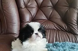 Chin japoński, mini suczka FCI. ZKwP