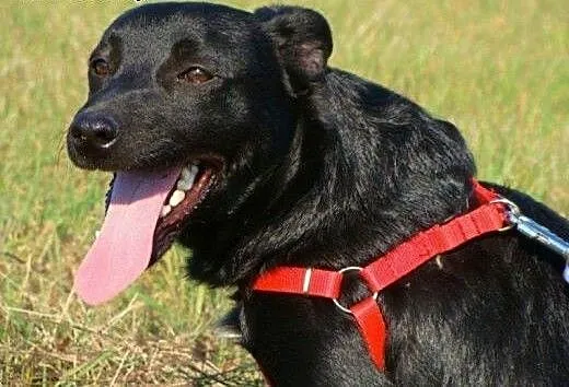 Dinuś - fajny czarnulek w wieku szczęnięcym pilnie