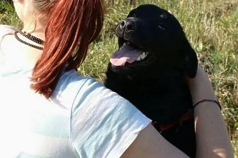 Dinuś - fajny czarnulek w wieku szczęnięcym pilnie