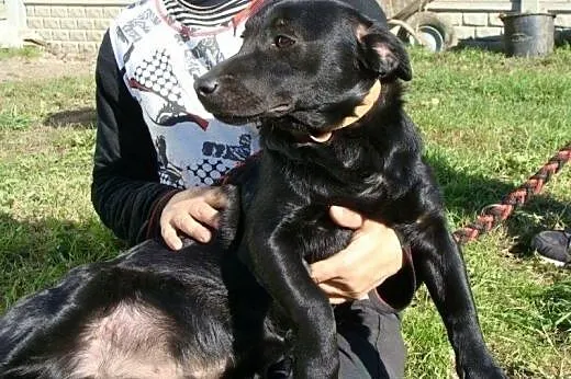 Dinuś - fajny czarnulek w wieku szczęnięcym pilnie