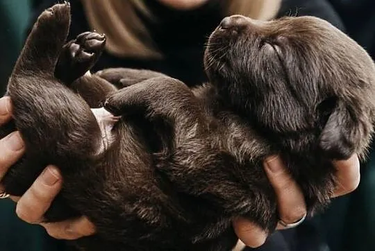 Labrador Czekoladowy