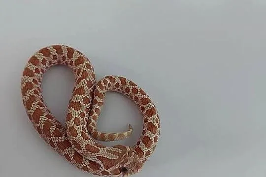 Heterodon zachodni samiec i samica, Pomorskie, Reda