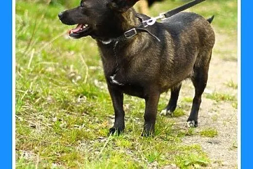 9 kg,czekoladowa,wielkości jamnika,łagodna suczka.
