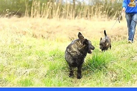 9 kg,czekoladowa,wielkości jamnika,łagodna suczka.