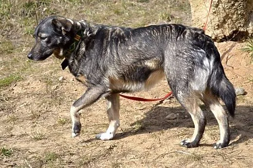 Kama - młoda, piękna, spokojna sunia :),  warmińsko-mazurskie Olsztyn