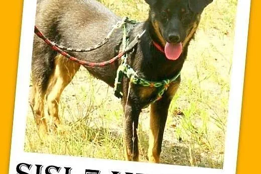 7 mies. mała,łagodna,wesoła suczka SISI,szczepiona.Adopcja,  dolnośląskie Wrocław