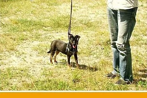 7 mies. mała,łagodna,wesoła suczka SISI,szczepiona